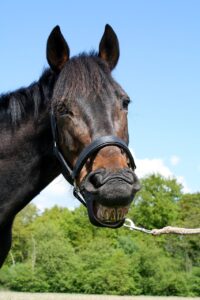 horse, laughing, animal-