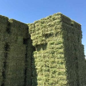 Alfalfa-hay-stack