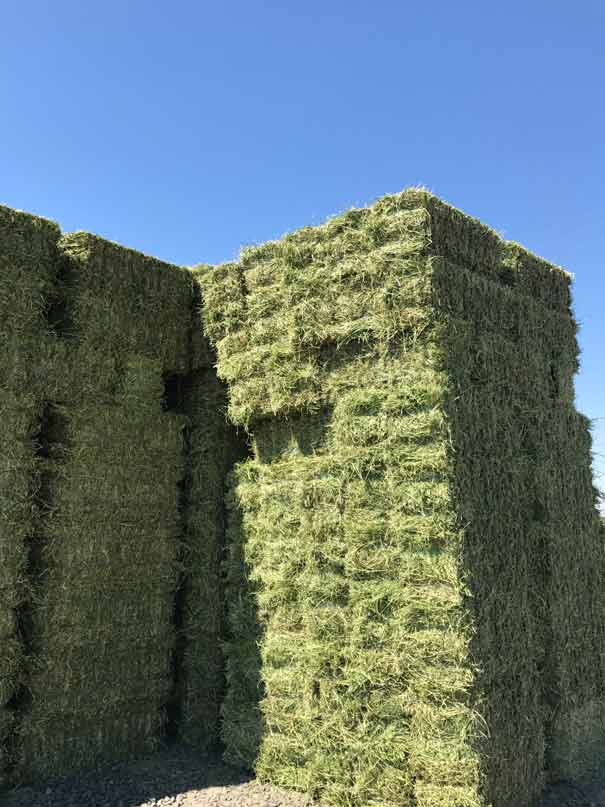 Alfalfa-hay-stack