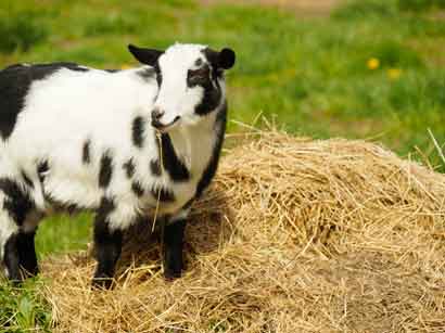 Black and white goat eating hay