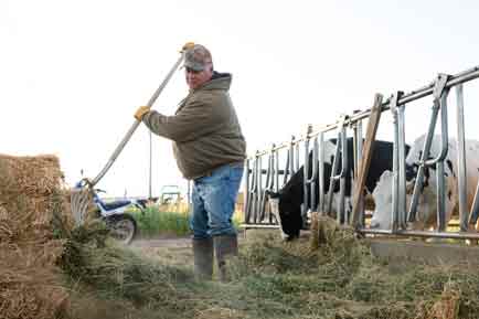 Dairy farmer working early morning feeding cattle alfalfa