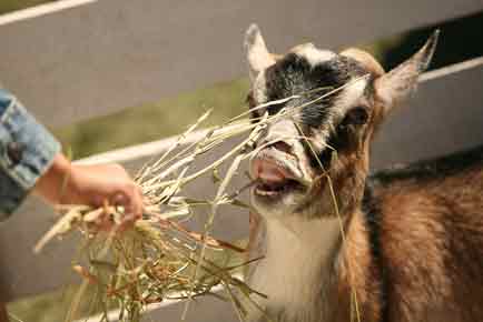 Feeding the Goat hay