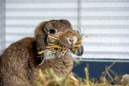 Funny cute lop rabbit bunny with hanging ears holding a lot of hay in its mouth in a cage