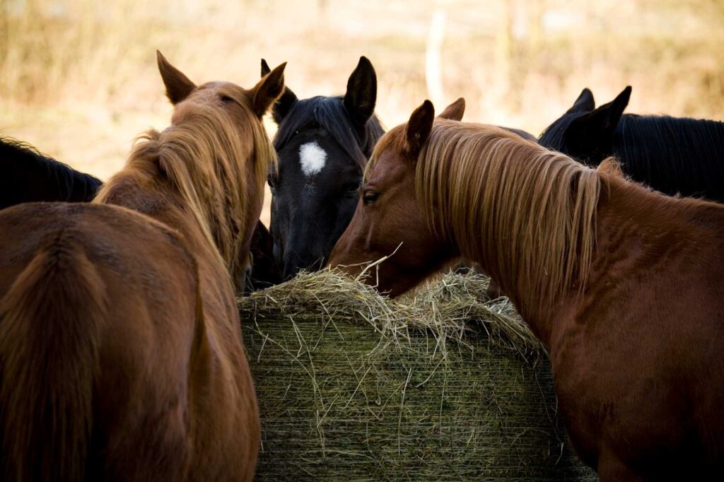 Group of horses eating hay at the same time