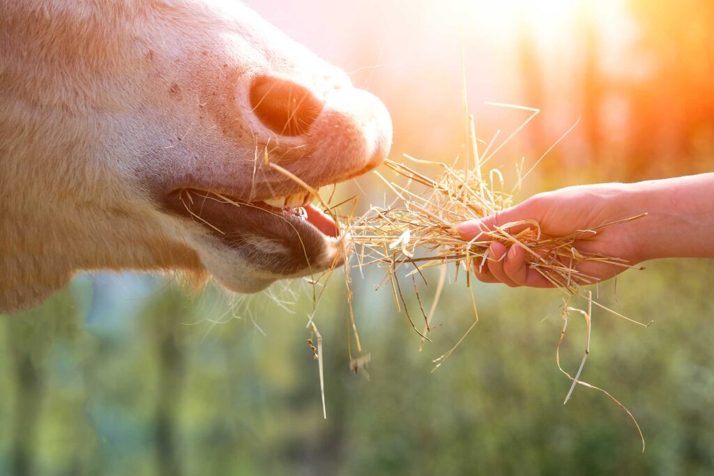 Horse eating hay from hand