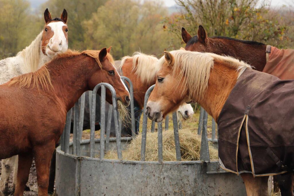 Horses are standing at a feed rack