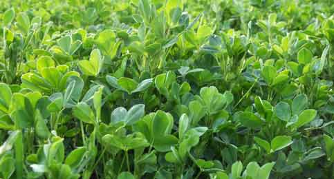 In the spring field young alfalfa grows