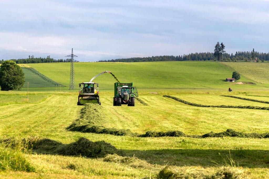 Preparing animal feed for the winter.