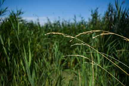 Timothy grass hay is highly regarded in the world of animal feed due to its well-balanced nutritional profile, making it a staple in the diets of various herbivores like horses, rabbits, and guinea pigs. One of the key features of Timothy hay is its high fiber content, which is essential for the proper functioning of the digestive systems of herbivorous animals. The fiber aids in regular digestion and helps prevent issues like gastrointestinal stasis, especially in animals like rabbits. Timothy hay for rabbits helps keep them healthy. Furthermore, Timothy hay has a moderate protein level, typically ranging between 7% to 11%, which makes it an ideal feed for adult animals that require a maintenance diet. This level of protein supports healthy muscle development without the risk of excessive weight gain or other health issues associated with higher protein diets, such as in alfalfa hay.Timothy hay for horses comes with a specific diet needed for some.