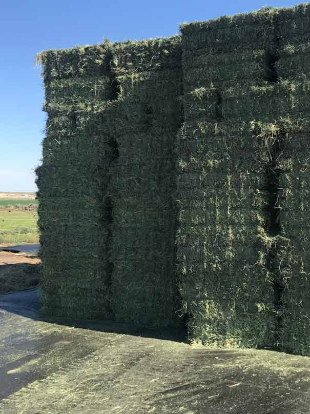 Timothy-Hay stack