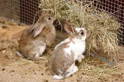 Two little rabbits at meal eating hay