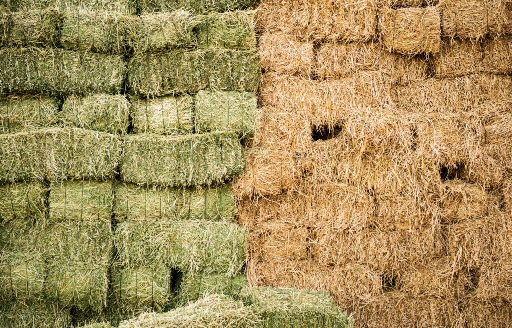 green hay on the left and dry hay bale on the right