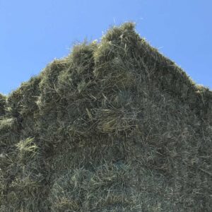 corner shot of orchard-alfalfa-mix hay stack