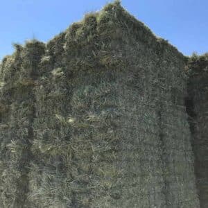 orchard grass alfalfa mix hay