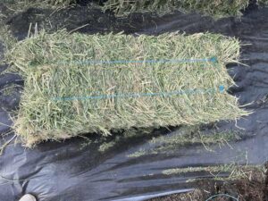 1st Alfalfa Cut Ohana Hay from Ohana Farms