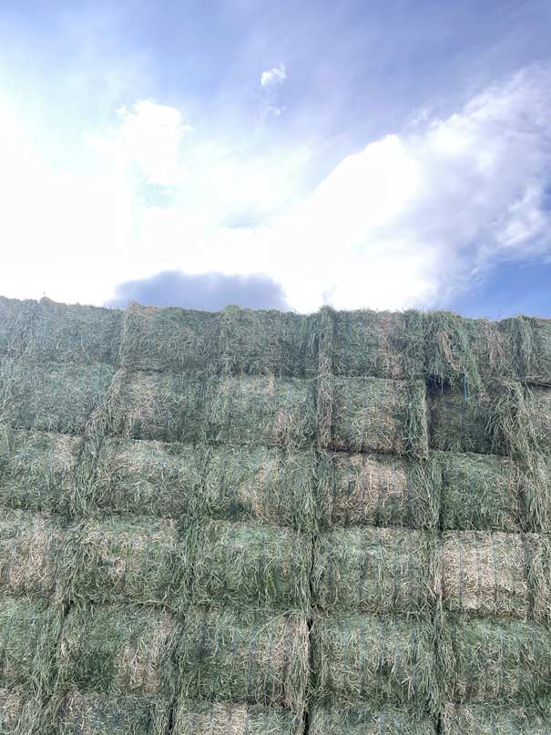 3x4 alfalfa ohana hay from Ohana Farms
