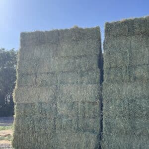 1st cutting hay