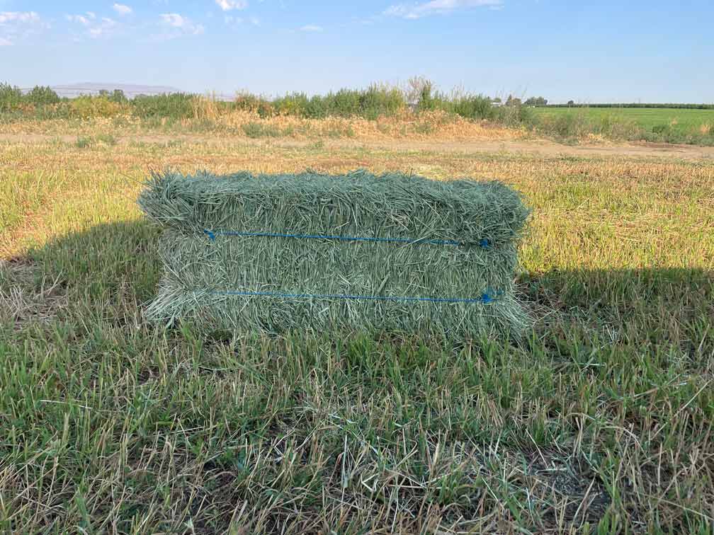 Timothy Hay bale, Ohana Hay Timothy Grass Hay Bale