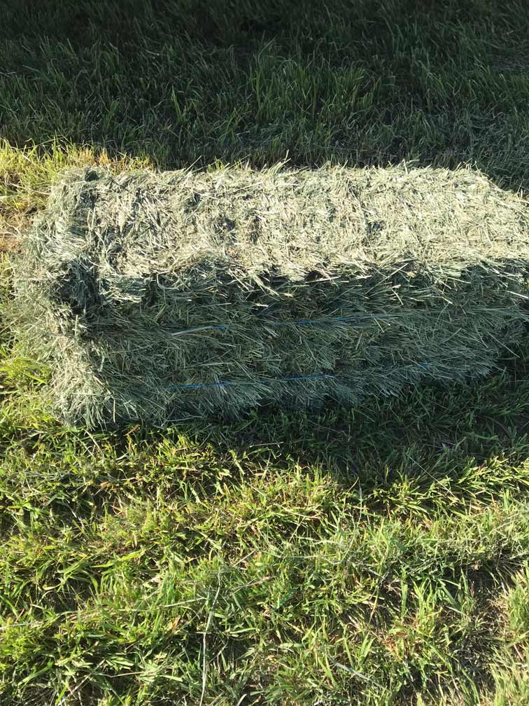 Orchard hay bale -Ohana Farms