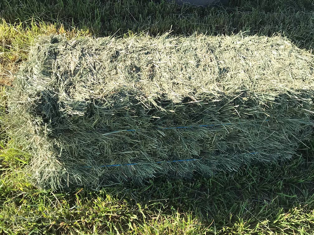 Bale of organic Orchard hay.