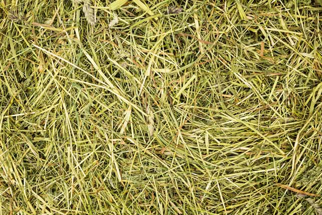 alfalfa-orchad-grass-mix-hay-spread-out