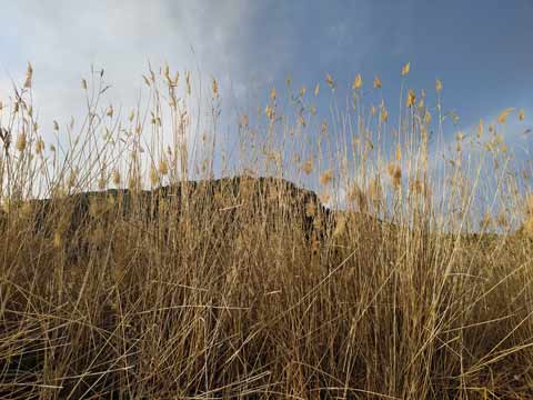 close-up-dry-Timothy-grass-field-against-sky