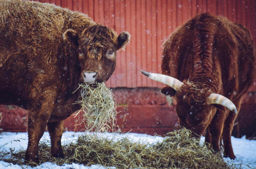 2 brown Cows-Eating-hay-in-winter-time while it looks to be lightly snowing