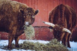 2 brown Cows-Eating-hay-in-winter-time