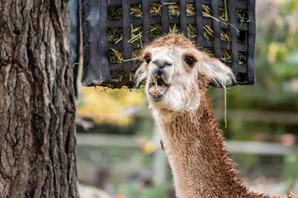 LLama eating hay from hay feeder- Ohana Farms