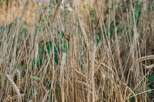 Dry ears of wheat among the grass blurred background closeup with selective focus