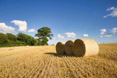 Harvested-grain-field-captured-on-a-sunny-day-with-some-clouds