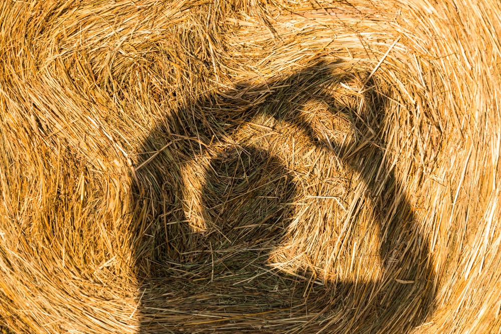 Human silhouette with Heart on roll of hay bales displaying love for the hay