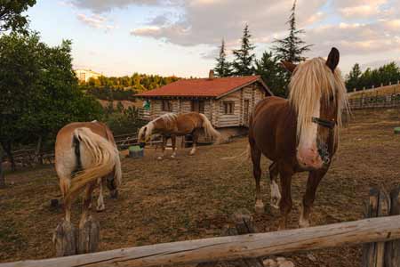 3 horses in a farm with a log enclosure