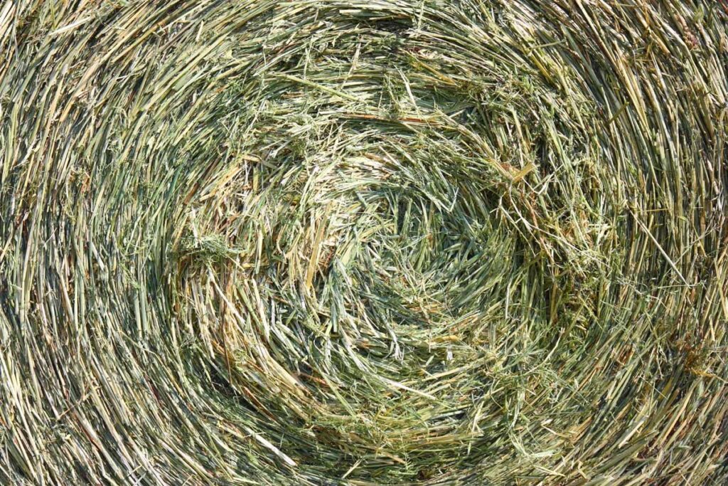 Round Hay Bale closeup displaying fresh looking hay