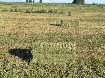 Hay bales scattered across the field in Pasco Washington-Ohana Farms