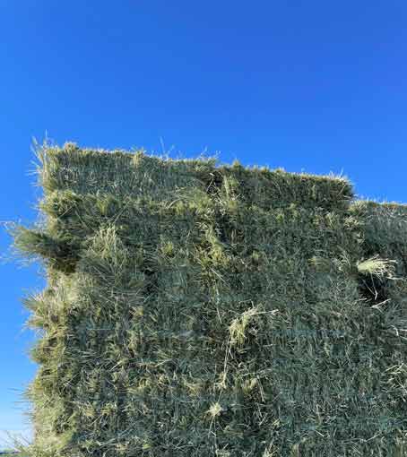 Orchard Alfalfa Mix from ohana hay with bright skies in the background