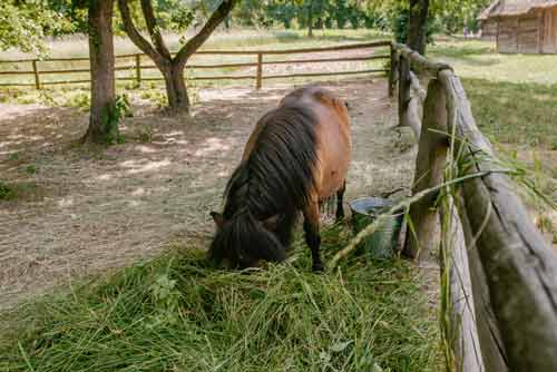 Pony eats hay-in the paddock in a pony enclosure in the tri-cities farming region.