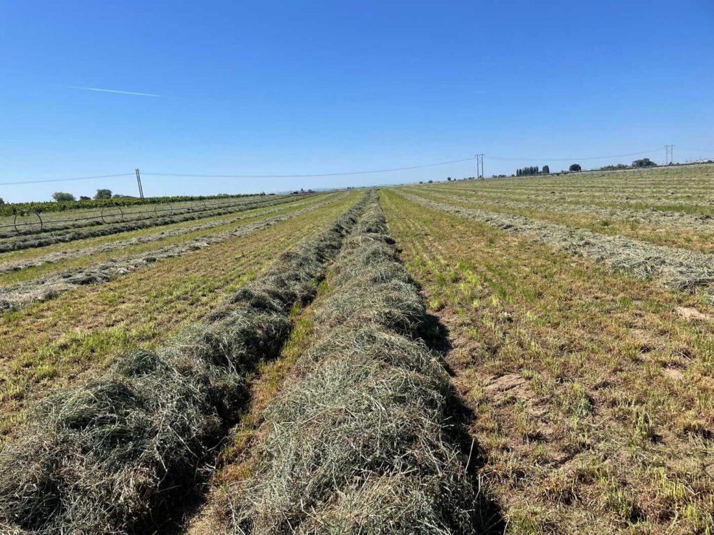 Rakedhay in Ohana Farms, in North Pasco WA region.