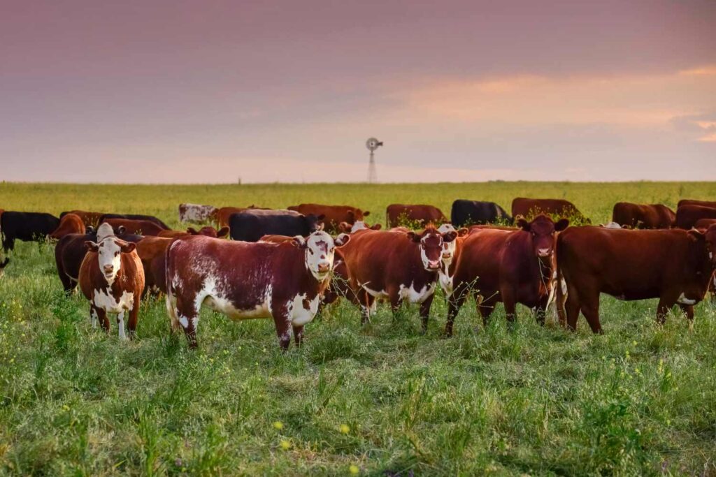 Cattle raising with natural pastures wiht colorful sky background