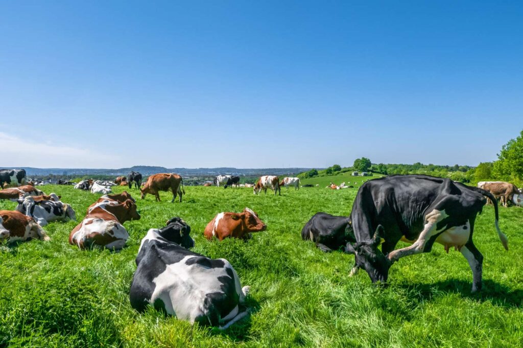 Herd of cows grazing on the pasture during daytime