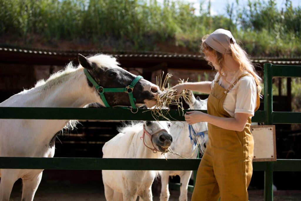 Woman feeding her horses hay , horses are in their enclosure, shop at Ohana Farms for fresh hay