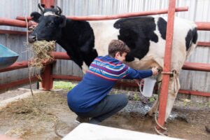 Cow eating hay while being milked by farmer.