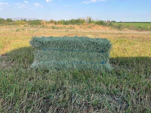 Timothy Hay Bale