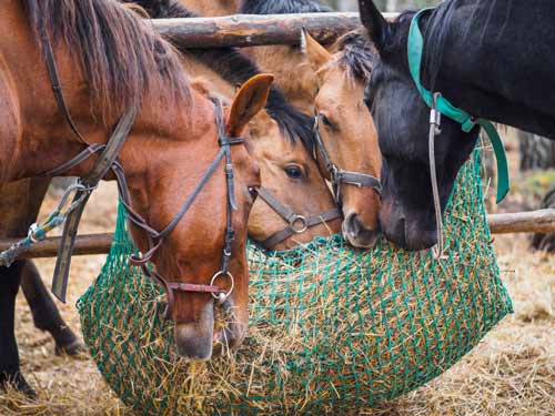 four horses eating hay feed.