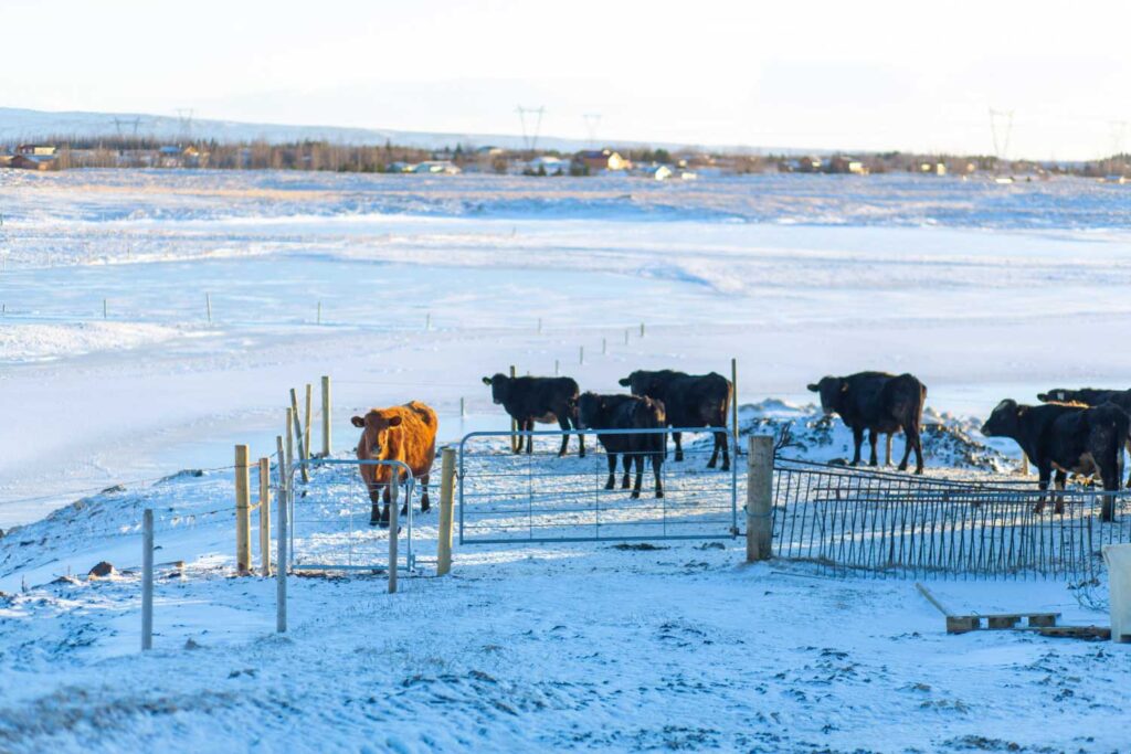 Cows walking in the snow around the farm enclosure.