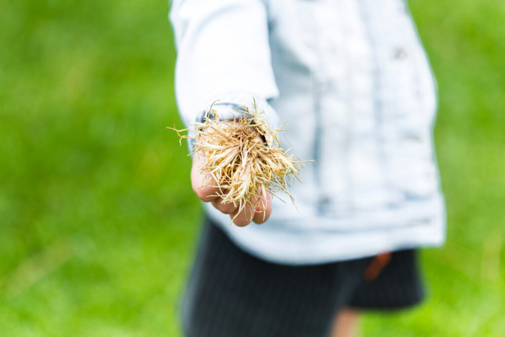 Close-up of a human hand holding grass