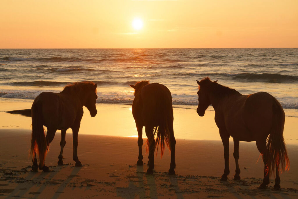 Horses standing at beach against sky during sunset