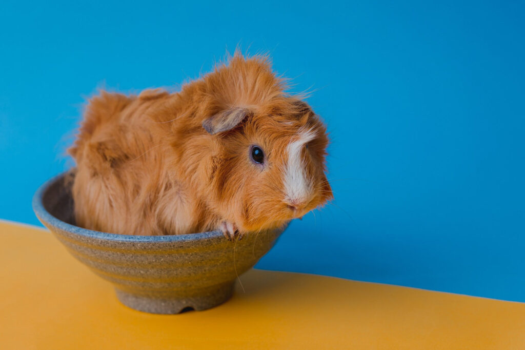 Abyssinian guinea pig isolated on blue background.