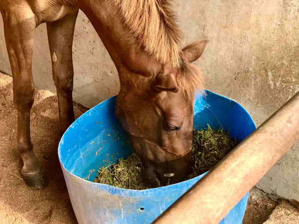 Brown horse has hay breakfast.