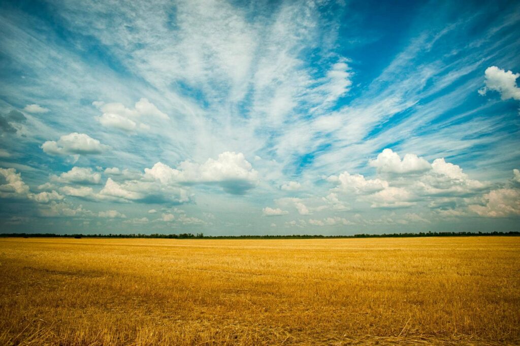 Hay Grass Field with sky horizon